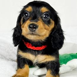 KitKat - Black and tan female Dachshund puppy in Sacramento, California from MiniDoxPups