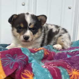 Cowboy - Blue merle and white male American Corgi puppy in Payson, Illinois from Creek Farm Corgis