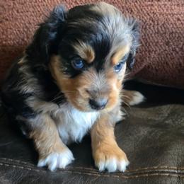 Rocker - Blue merle male Miniature Australian Shepherd puppy in Paris, Texas from Blue Envy Mini Aussies