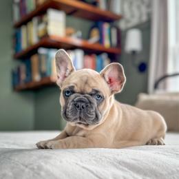 Jack - Blue fawn male French Bulldog puppy in Monett, Missouri from Bailey French Bulldogs