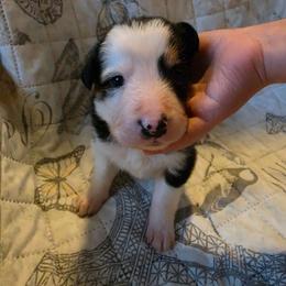 Patriot - Tri-color male Border Collie puppy in Watsontown, Pennsylvania from Kate Gresham