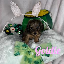 Goldie - Cream female Dachshund puppy in Monitor, Washington from Shannon Dolly’s Dachshunds