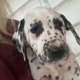 Girl 6 - White and black female Dalmatian puppy in Williamsburg, Ohio from Dewey’s Dals