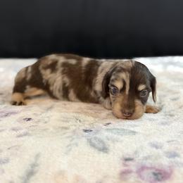 Chocolate and Cream Dapple long hair female AKC - Dapple female Dachshund puppy in Calera, Alabama from Southern Sky Dachshunds