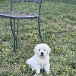 Miss Pink - Light golden female Golden Retriever puppy in Patterson, California from Trusted Valley Retrievers
