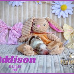 Addison - Red merle female Miniature Australian Shepherd puppy in Madisonville, Texas from Flying LL Aussies