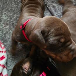 Male 3 - Red and rust male Doberman Pinscher puppy in Anderson, Indiana from Legendary Kennels