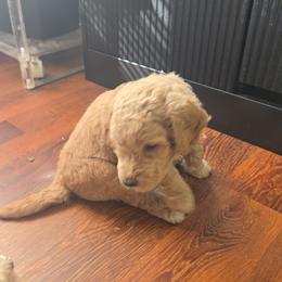 Sheepadoodle Puppies from Regalpups