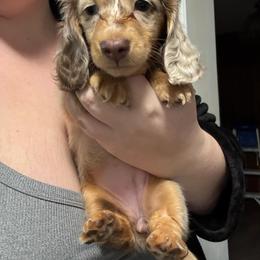 Dachshund Puppies from EntityDachs