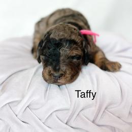 Taffy - Merle female Goldendoodle puppy in Pasco, Washington from Camp Doodle Woods