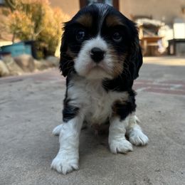 Cosmo - Tri-color male Cavalier King Charles Spaniel puppy in California from Tinkerpups
