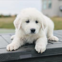 Girl 7 Lavender - White female Great Pyrenees puppy in Yakima, Washington from Naches Heights Ranch