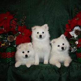 American Eskimo Dog Puppies from Firefly American Eskimo Dogs