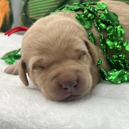 Red - Yellow female Labrador Retriever puppy in Heath Springs, South Carolina from Rich Hill Retrievers
