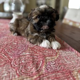 Shih Tzu Puppies from Chrysanthemum Creek