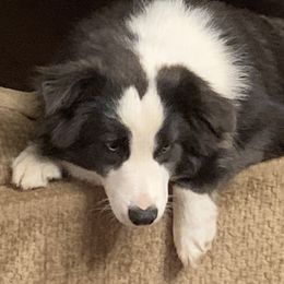 Laynie - Miniature Australian Shepherd