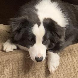 Laynie - Miniature Australian Shepherd