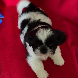 Daniel - Black and white male Shih Tzu puppy in Cordova, Tennessee from TrueLine kennels