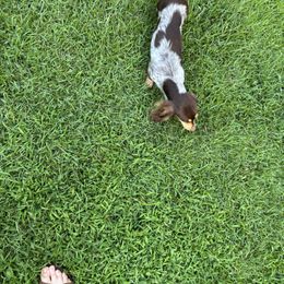 Dachshund puppies from White Oak Kennels