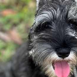 Miniature Schnauzers from GG's Dream Miniature Schnauzers