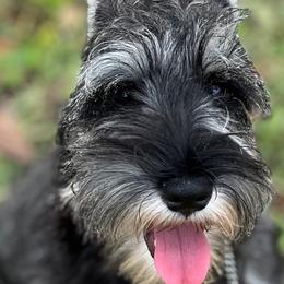 Miniature Schnauzers from GG's Dream Miniature Schnauzers