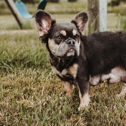 Australian Shepherds and French Bulldogs from Rana's Australian Shepherds & Frenchies