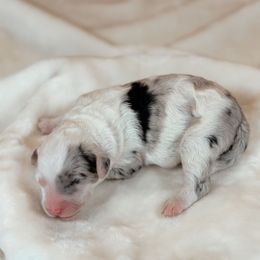 Americano - Merle male Sheepadoodle puppy in Cleveland, Tennessee from Narrow Path Old English & Sheepadoodles