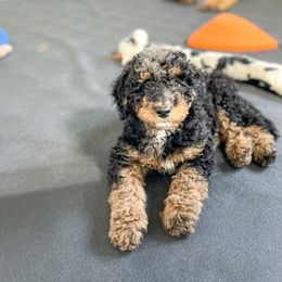 Bernedoodle and Bernese Mountain Dog Puppies from Central Wisconsin Bernedoodles