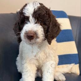 Boy 3 Zuma - Parti male Goldendoodle puppy in Newark, Ohio from Valleydayle Doodles and Wheatens