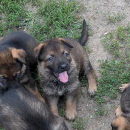 Black - Sable male German Shepherd puppy in Motley, Minnesota from Von Thomson Haus