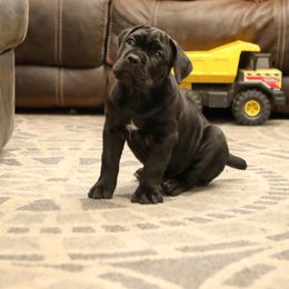 Cane Corso Puppies from Royal Cane Corso