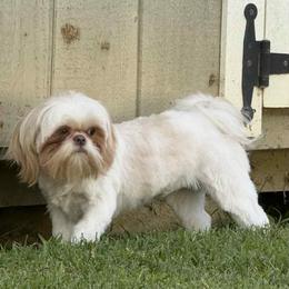 Shih Tzu All Grown Up from Charming Southern Shih Tzu