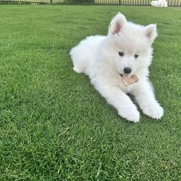 Samoyed Puppies from Leah Kubek