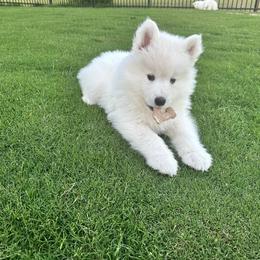 Samoyed Puppies from Leah Kubek
