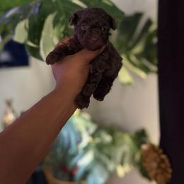 Maple - Brown female Poodle puppy in Kissimmee, Florida from Unique Poodles