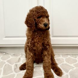 Boy 2 - Red  Goldendoodle puppy in Mount Juliet, Tennessee from Furever Doodle Co