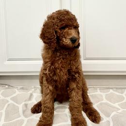 Boy 2 - Red  Goldendoodle puppy in Mount Juliet, Tennessee from Furever Doodle Co