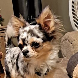 Romeo - Chihuahua