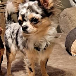 Romeo - Chihuahua