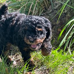 Phoebe - Phantom female Poodle puppy in Cabool, Missouri from Rafter B Farms