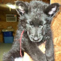 Iris vom LegendLand - Black female German Shepherd puppy in Hillsborough County, Florida from Vom Legend Land