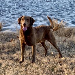 Teddy - Chesapeake Bay Retriever