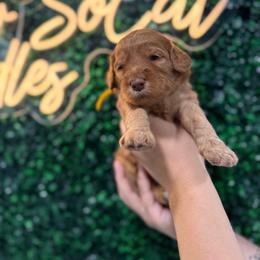 Bo Peep - Red  female Goldendoodle puppy in Moreno Valley, California from Rainbow SoCal Doodles