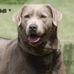 Heidi - Labrador Retriever