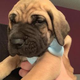 Great Dane Puppies from Mo'Danes