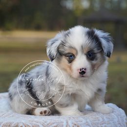 American Corgi and Pembroke Welsh Corgi Puppies from Magnolia Creek Corgis