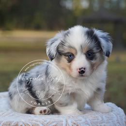 American Corgi and Pembroke Welsh Corgi Puppies from Magnolia Creek Corgis