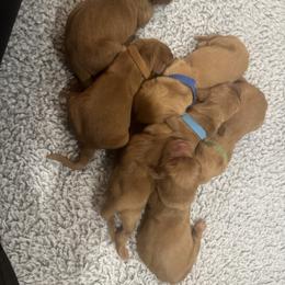 Blizzard - dark blue boy - Dark golden male Golden Retriever puppy in Aumsville, Oregon from Bigfoot Goldens - AKC Registered Dark Red