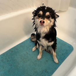 Pomsky All Grown Up from Kenna'z Kuddly Pomskiez