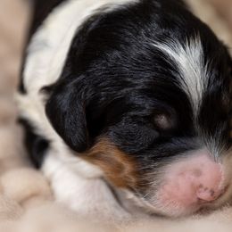 Boy 2 - Bernedoodle puppy in Truckee, California from Tahoe Doodles
